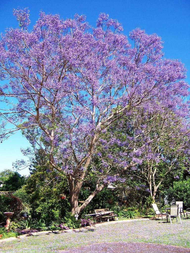 What trees have purple flowers in Spring?