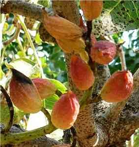 nueces de pistacho frutas