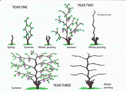 reduced_Grape Pruning