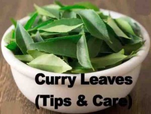 curry leaves Tips Tricks Curry leaf tree