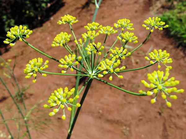 Fennel plant going to seed yellow