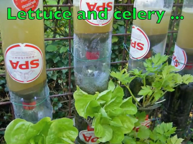Lettuce-Cellery Bottle Tower