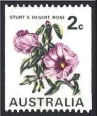 Sturts-desert-rose stamp Sturts desert rose