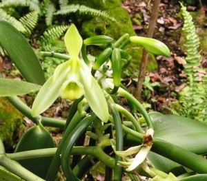 Vanilla cultivation Vanilla orchid 400