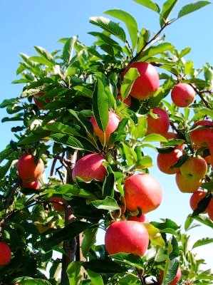 Apple Tree Pruning
