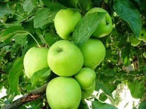 Apple tree pruning green rosy apples
