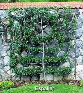 apple-pruning-Espalier