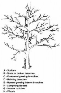 Apple Tree Pruning When How Make sure prune at correct times