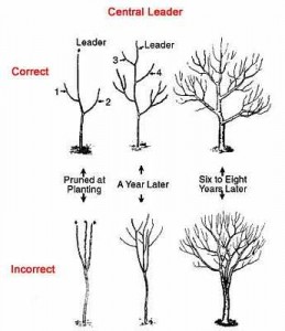 apple-pruning-Illustration 3