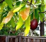 gardening avocado-avocado_tree