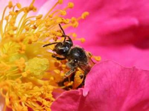bees-Pollinating bee, 1 Bees