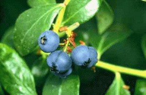 blue-blueberries__1 blueberries