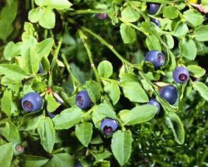 blue-blueberries__3 blueberries