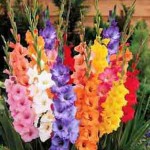 gardening bulb-Gladiolus