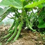 gardening bush-beans-1