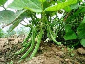 Bush Beansbush-beans-1