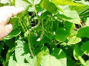 Bush Beans bush-beans-2