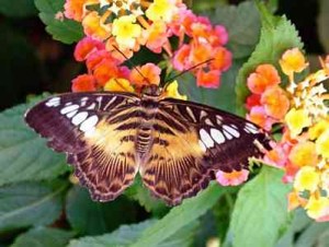 Butterfly Garden Spain