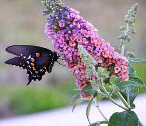 Butterfly Garden Spain