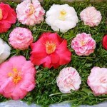 gardening camellias