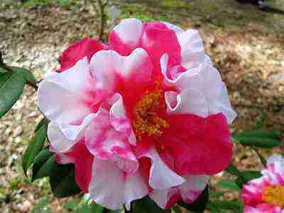 Camellias red and white