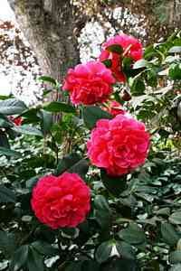 Camellias 4
