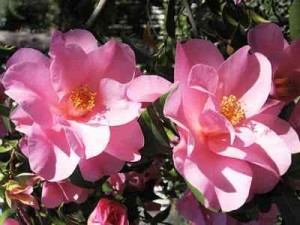 camellias-7