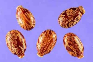 Castot bean castor bean plant