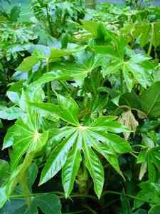 castot Fatsia japonica castor bean plant