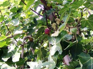 Fig Tree figs