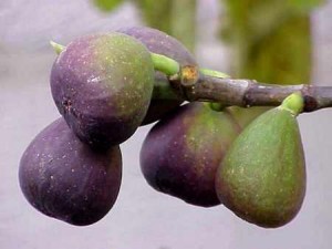 Fig Tree 4 figs