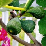 gardening Fig view on Tree