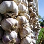 gardening Garlic bulbs hanging