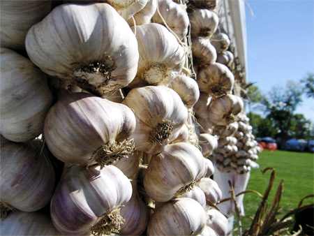 Garlic bulbs hanging