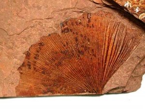 Ginkgo biloba leaf fossil