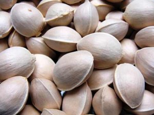 Ginkgo biloba seeds