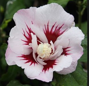 hibiscos hibiscus
