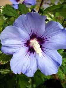 hibiscus blue