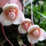 orchid monkey