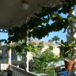 patio-grapes gardening