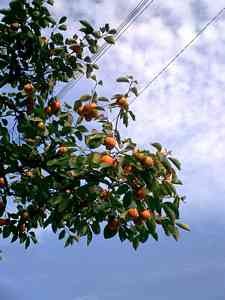 Persimmon Fruit Trees