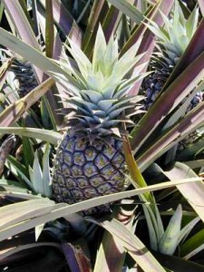 Pineapple pineapples