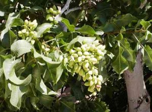 pistachio nuts Fruits