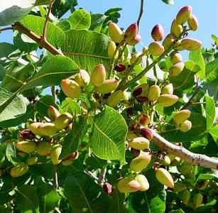 pistachio-nuts -Fruits, 4 | Spain Info