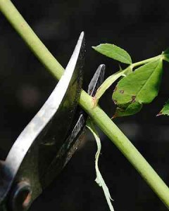 rose Remove shoot by cutting just above a node