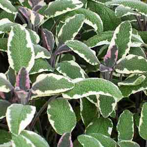 sage bush variegated