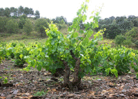 Grape Growing grape bush