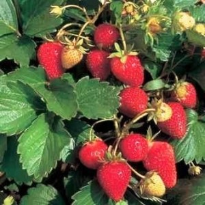 strawberry-plant strawberries