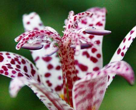 Toad Lilies Tricytrtis Splendid exotic orchid like flowers | Spain Info