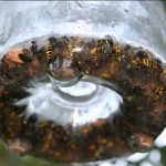 gardening wasp-trap-4